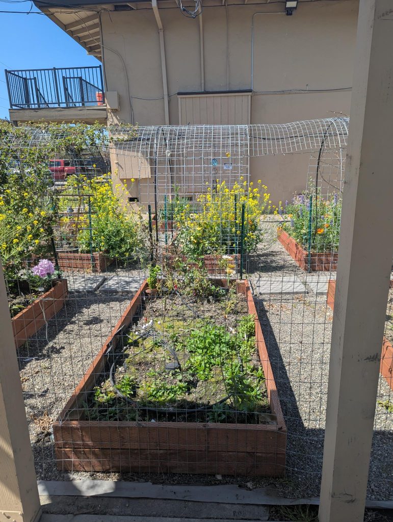 Bed 3A: Peppers